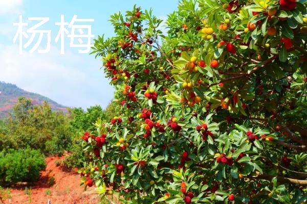 什么水果一年四季可以结果,有香蕉、菠萝等