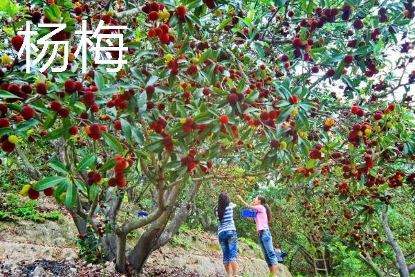什么水果一年四季可以结果,有香蕉、菠萝等