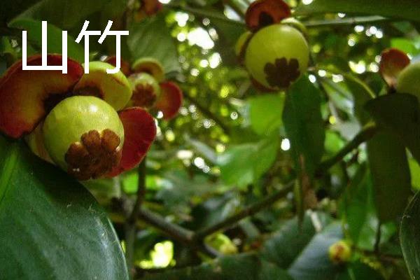 什么水果一年四季可以结果,有香蕉、菠萝等