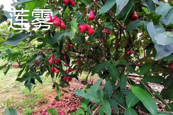 什么水果一年四季可以结果,有香蕉、菠萝等