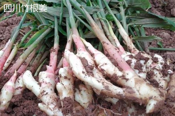 生姜与黄姜的区别，外形和产地均不同