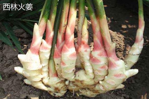 生姜与黄姜的区别，外形和产地均不同