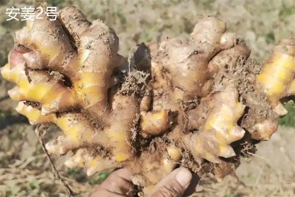 生姜与黄姜的区别，外形和产地均不同