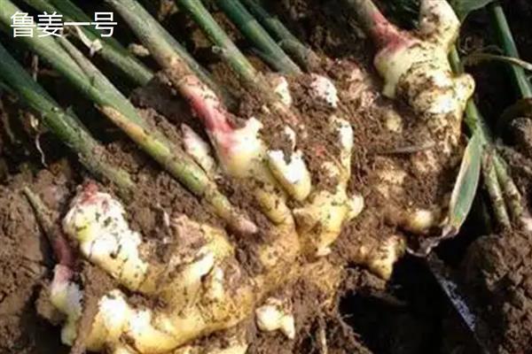 生姜与黄姜的区别，外形和产地均不同