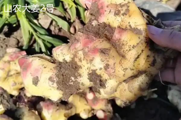 生姜与黄姜的区别，外形和产地均不同