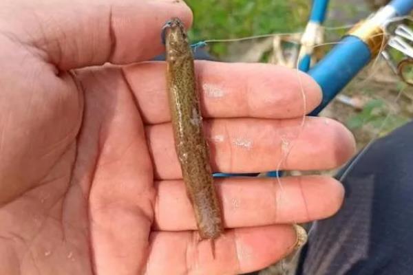 用泥鳅钓鱼是不是钓底，需根据垂钓目标做选择