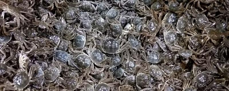启东扣蟹的特点，其个体增重迅速