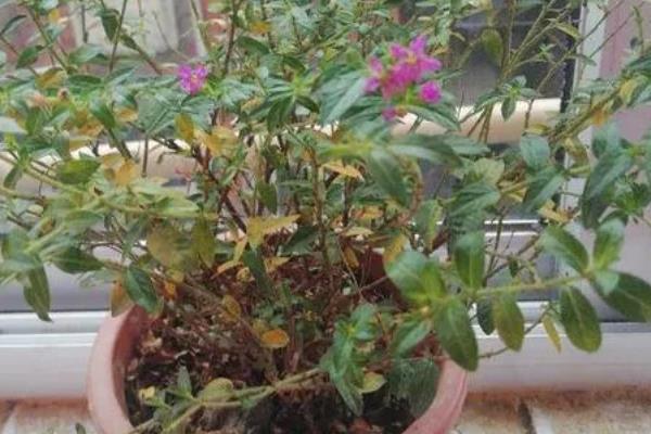 萼距花有没有毒，是没有毒性的