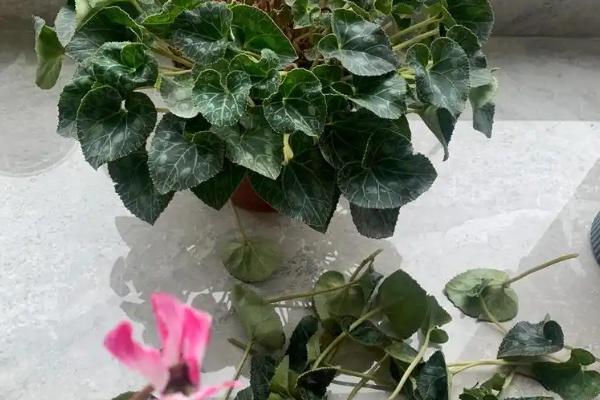 预防仙客来球茎腐烂的方式，球茎种植不宜过深