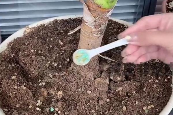 缓释肥一盆放多少粒，小型植株只需放置3颗左右