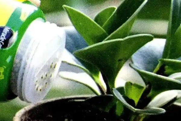 缓释肥一盆放多少粒，小型植株只需放置3颗左右