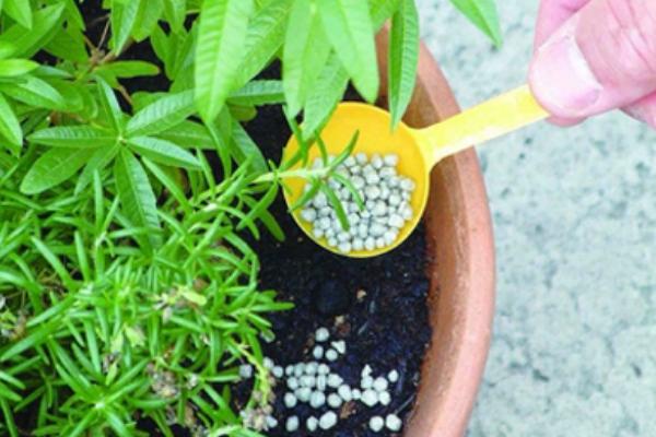缓释肥一盆放多少粒，小型植株只需放置3颗左右