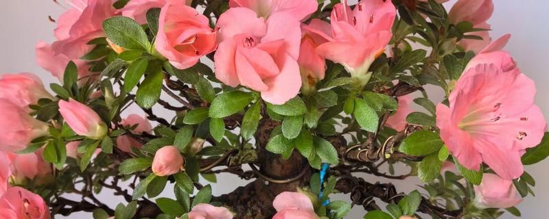 夏天怎么养殖杜鹃花，开花后要注意追施磷钾肥