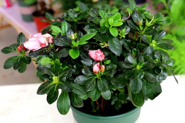 夏天怎么养殖杜鹃花，开花后要注意追施磷钾肥