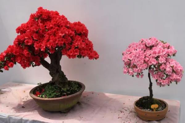 夏天怎么养殖杜鹃花，开花后要注意追施磷钾肥