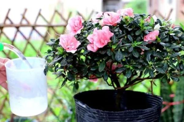 夏天怎么养殖杜鹃花，开花后要注意追施磷钾肥