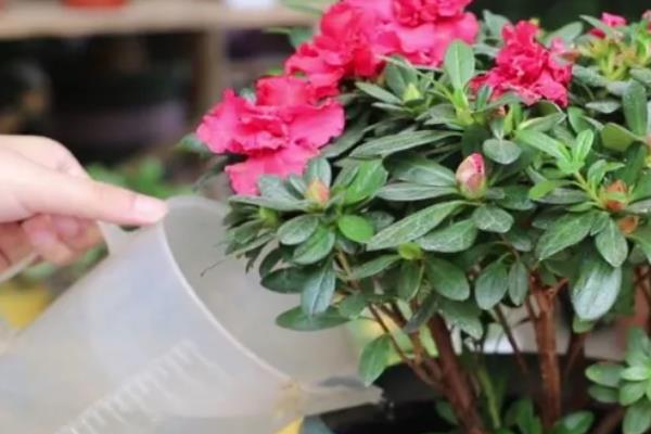 夏天怎么养殖杜鹃花，开花后要注意追施磷钾肥