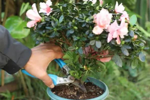 夏天怎么养殖杜鹃花，开花后要注意追施磷钾肥