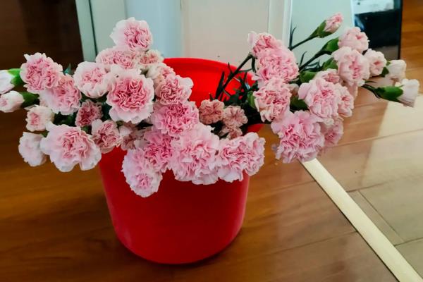 水插康乃馨可以开放多久，养护得当可开放一个月左右