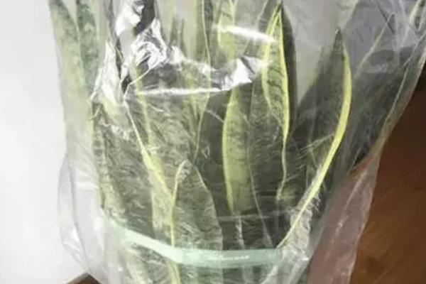 虎皮兰冬天套塑料袋可以过冬吗，包严实后基本能过冬