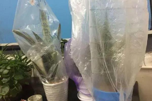 虎皮兰冬天套塑料袋可以过冬吗，包严实后基本能过冬