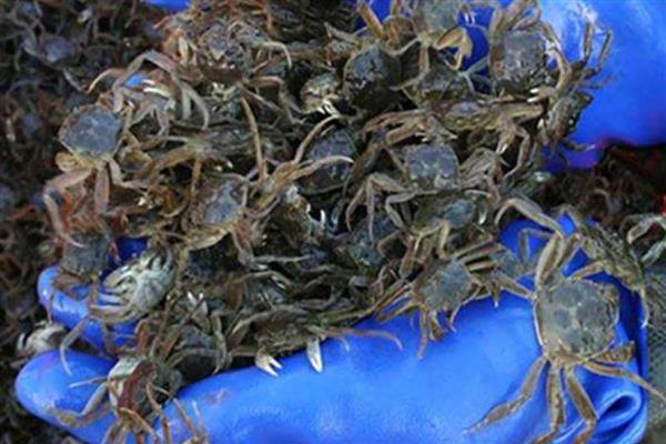 启东扣蟹的特点，其个体增重迅速