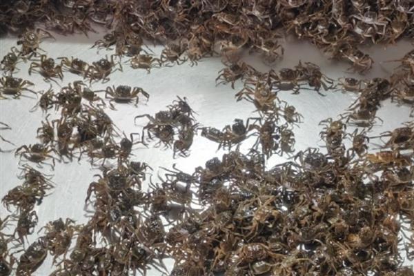 启东扣蟹的特点，其个体增重迅速