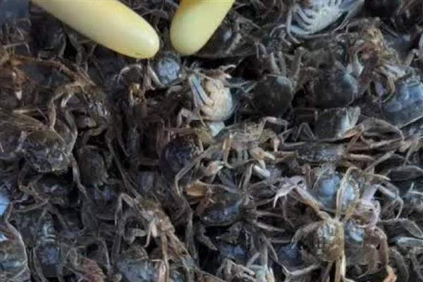 启东扣蟹的特点，其个体增重迅速