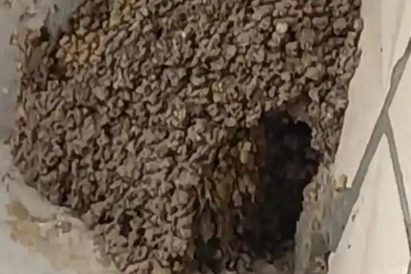 麻雀养殖的前景，销售空间是有的