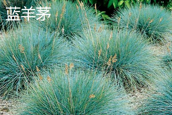 常见的八大观赏草介绍，包括蒲苇、蓝羊茅、狼尾草等品种