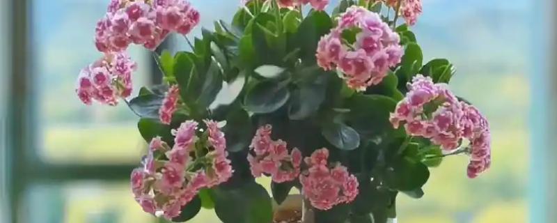 长寿花耷拉头的原因，过度浇水会导致茎干发软引起耷拉头
