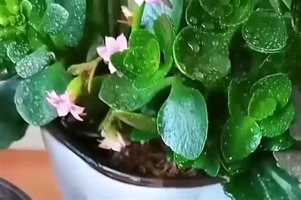 长寿花耷拉头的原因,过度浇水会导致茎干发软引起耷拉头