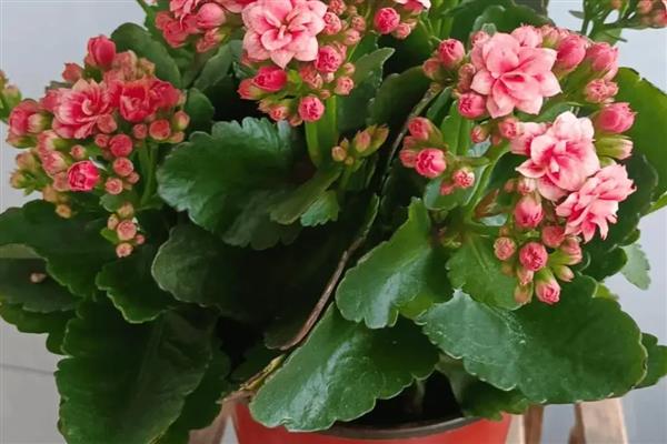 长寿花耷拉头的原因,过度浇水会导致茎干发软引起耷拉头