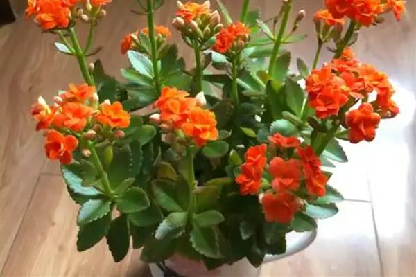 长寿花耷拉头的原因,过度浇水会导致茎干发软引起耷拉头