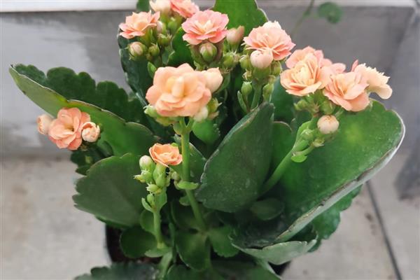 长寿花耷拉头的原因,过度浇水会导致茎干发软引起耷拉头