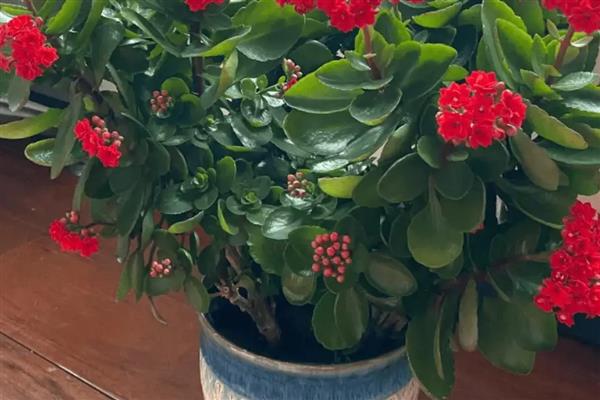 长寿花耷拉头的原因,过度浇水会导致茎干发软引起耷拉头