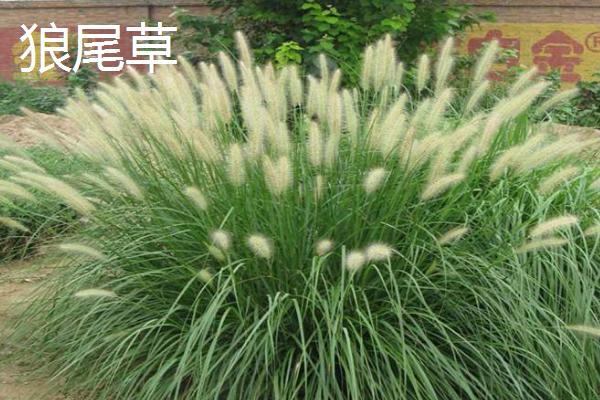 常见的八大观赏草介绍，包括蒲苇、蓝羊茅、狼尾草等品种