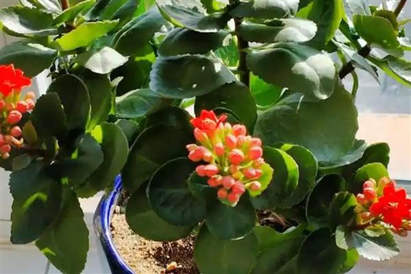 长寿花耷拉头的原因,过度浇水会导致茎干发软引起耷拉头