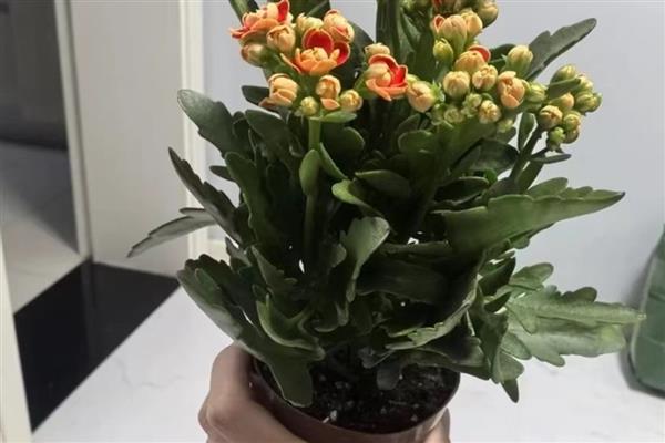 长寿花耷拉头的原因,过度浇水会导致茎干发软引起耷拉头