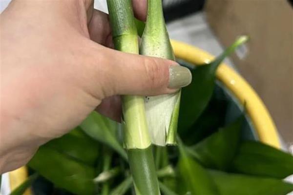 富贵竹怎么生根，浸泡生根溶液或涂抹生根粉可促进根部生长