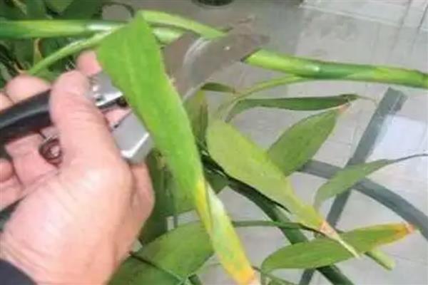 富贵竹怎么生根，浸泡生根溶液或涂抹生根粉可促进根部生长