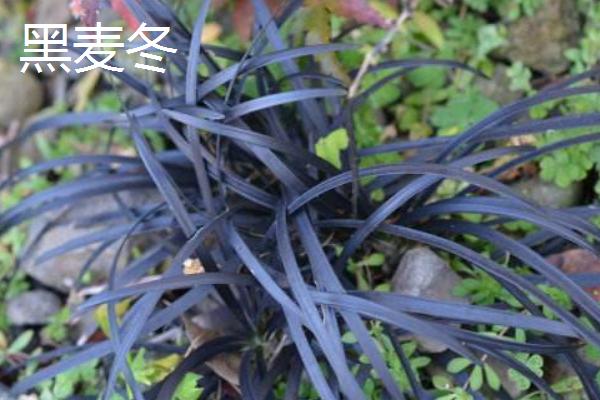 常见的八大观赏草介绍，包括蒲苇、蓝羊茅、狼尾草等品种