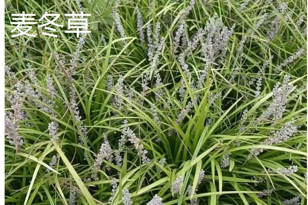 常见的八大观赏草介绍，包括蒲苇、蓝羊茅、狼尾草等品种