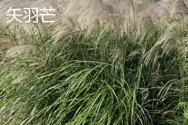 常见的八大观赏草介绍，包括蒲苇、蓝羊茅、狼尾草等品种