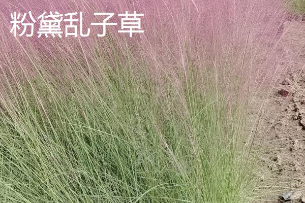 常见的八大观赏草介绍，包括蒲苇、蓝羊茅、狼尾草等品种