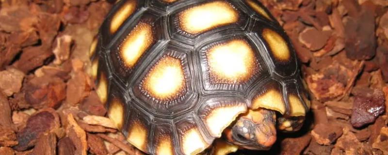 养樱桃红腿陆龟是否犯法，未获取养殖许可证便属于违法