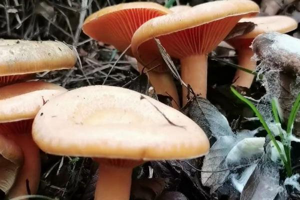谷熟菌有没有毒，既能食用也能入药