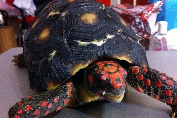 养樱桃红腿陆龟是否犯法,未获取养殖许可证便属于违法