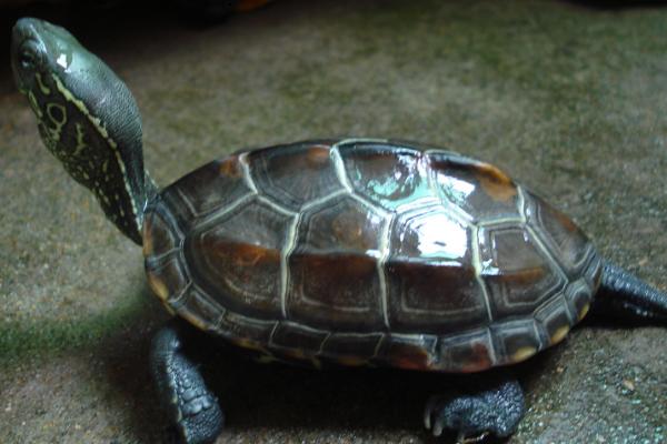 养樱桃红腿陆龟是否犯法,未获取养殖许可证便属于违法