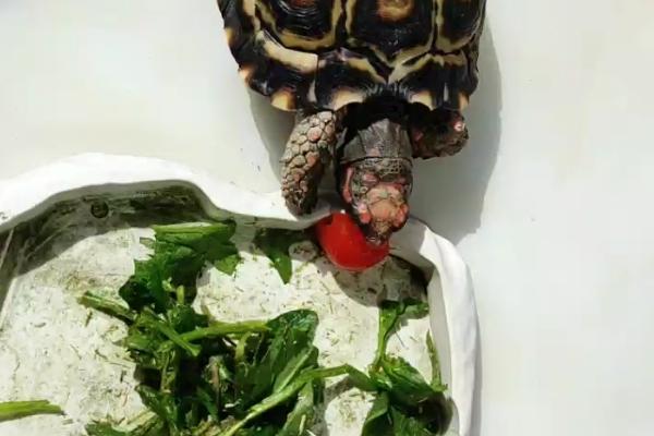 养樱桃红腿陆龟是否犯法,未获取养殖许可证便属于违法